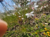 Enlarge photo 189