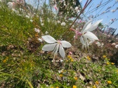 Enlarge photo 195