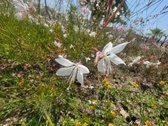Enlarge photo 196