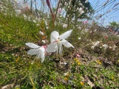 Enlarge photo 200
