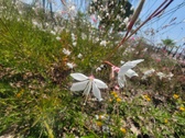 Enlarge photo 197