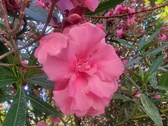 Enlarge photo 203