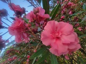 Enlarge photo 204