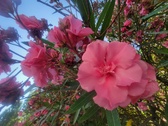 Enlarge photo 205