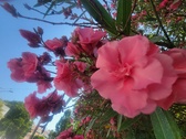 Enlarge photo 207