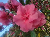 Enlarge photo 209