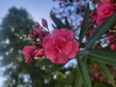 Enlarge photo 211