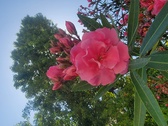 Enlarge photo 212