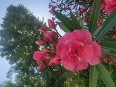 Enlarge photo 213