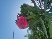 Enlarge photo 215