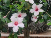 Enlarge photo 261
