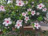 Enlarge photo 260