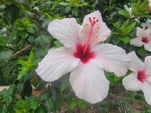 Enlarge photo 259