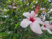 Enlarge photo 258