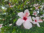 Enlarge photo 257