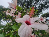 Enlarge photo 255