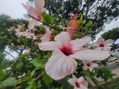 Enlarge photo 254