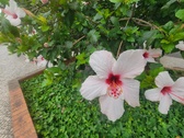 Enlarge photo 253