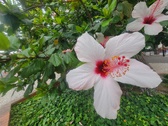 Enlarge photo 252