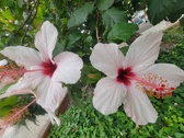 Enlarge photo 251