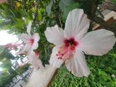 Enlarge photo 250