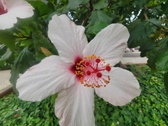 Enlarge photo 249