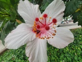 Enlarge photo 247