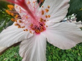 Enlarge photo 246