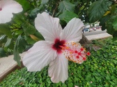 Enlarge photo 241