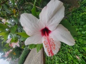 Enlarge photo 242
