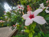 Enlarge photo 239