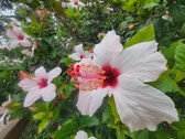 Enlarge photo 238
