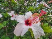 Enlarge photo 237