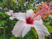 Enlarge photo 232