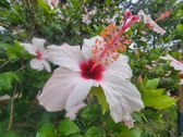 Enlarge photo 233