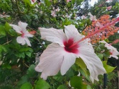 Enlarge photo 235