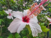 Enlarge photo 231