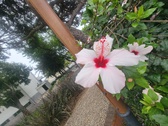 Enlarge photo 227
