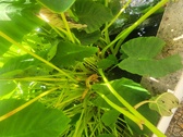 Enlarge photo 262