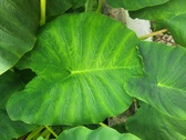Enlarge photo 288