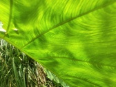 Enlarge photo 306