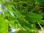 Enlarge photo 309