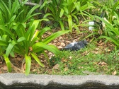 Enlarge photo 313
