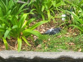 Enlarge photo 314