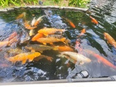 Enlarge photo 320