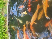 Enlarge photo 319