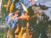 Enlarge photo 318