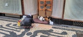 Enlarge photo 275