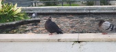 Enlarge photo 115