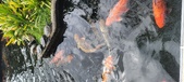 Enlarge photo 38